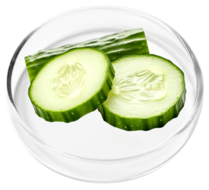 Cucumber Extract